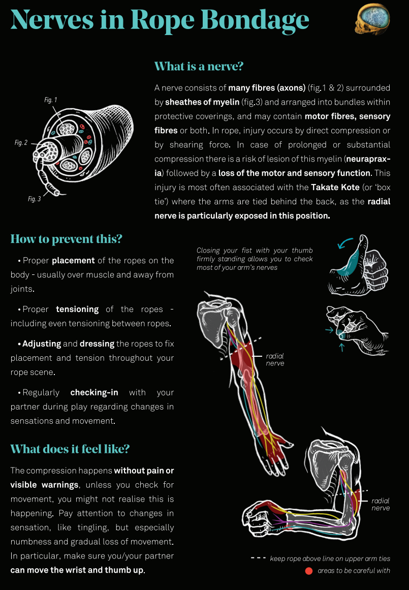 Diagram of the three arm nerves in rope bondage: radial, ulnar, and median, with what each controls and how to prevent injury